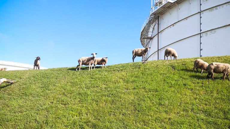 Schaapjes op het droge bij Shell Europoort